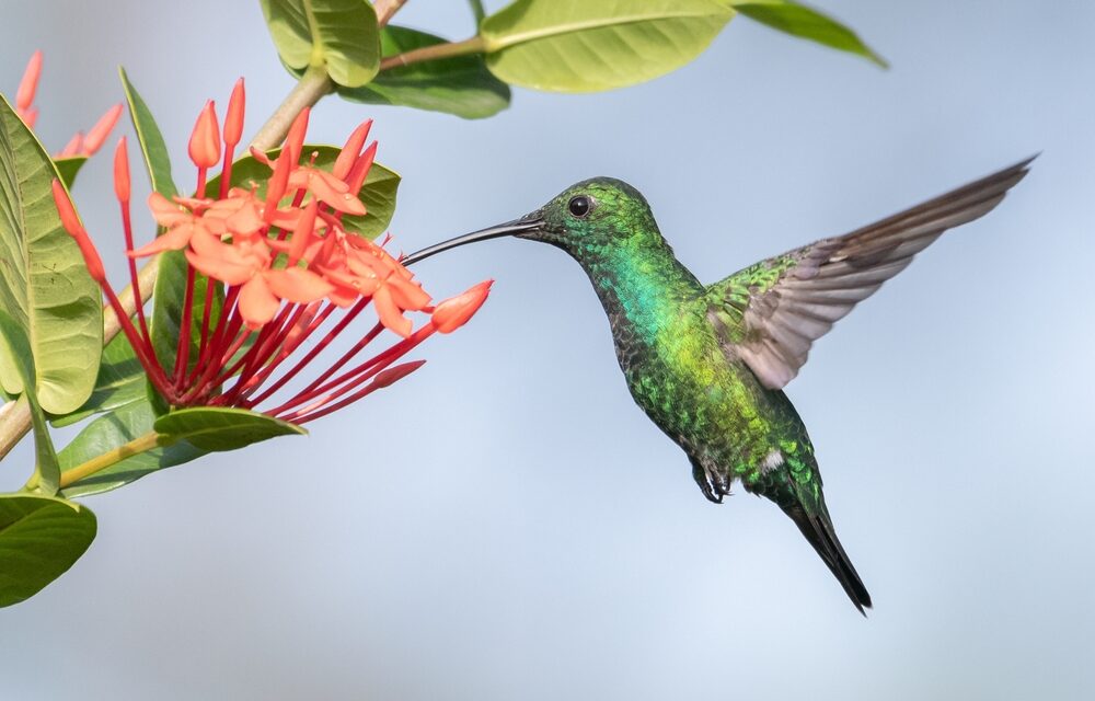 Aibonito