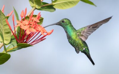 Aibonito