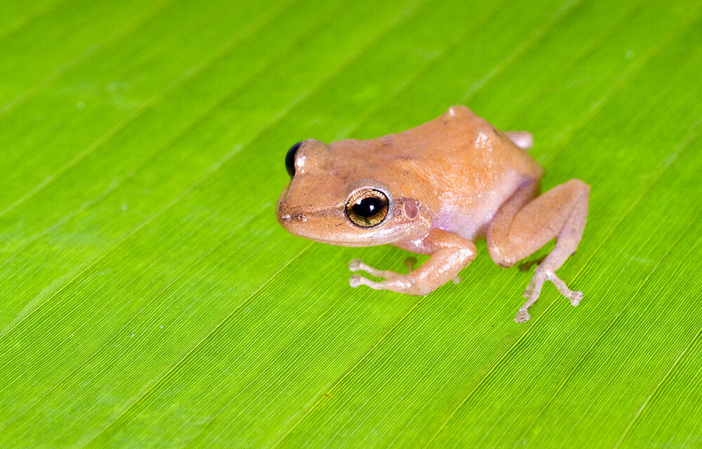 The Enchanting Serenade of the Coqui: A Symbol of Puerto Rico’s Rich Biodiversity